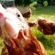 Mike Pollo