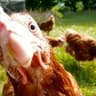 Mike Pollo