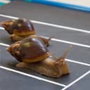 Snail Slow Racing