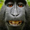 Apes Together Strong