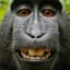 Apes Together Strong
