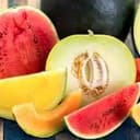 Meloncillos Infernales